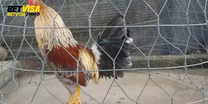 Cham-soc-va-tap-luyen-ky-luong