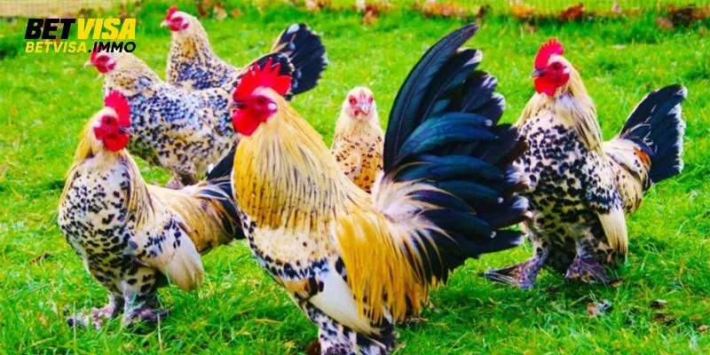 Co-nhieu-mau-sac-long-ga-khac-nhau