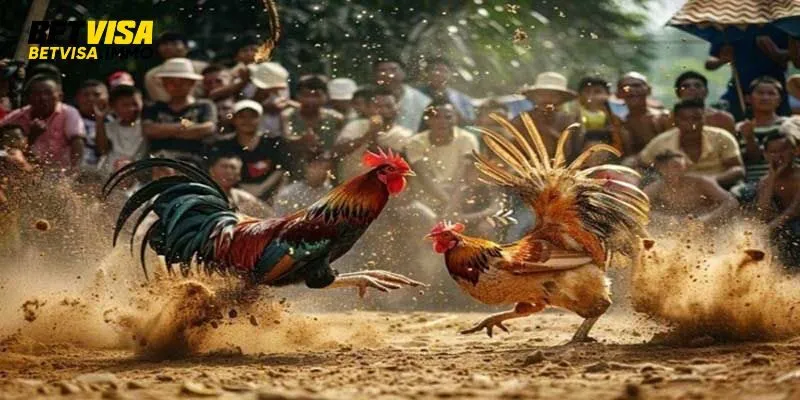 Đá gà cựa sắt Thomo