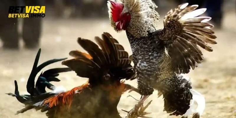 Đá gà online là gì