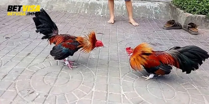 Đá gà tre được nhiều người yêu thích