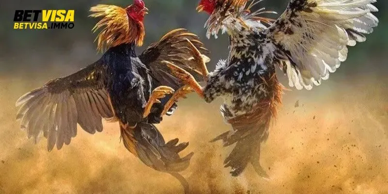 Ga-don-co-suc-khoe-manh