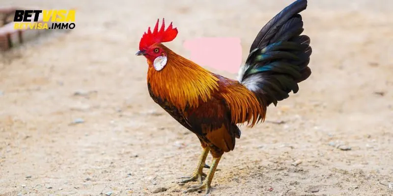 Tieu-chuan-ngoai-hinh