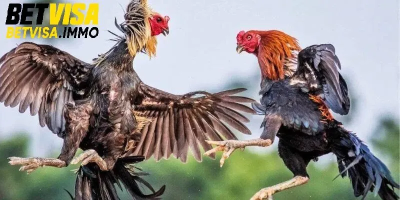 Kho game đá gà phong phú.